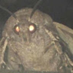 Meet your Posher, Jack